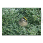 Golden-crowned Kinglet 1 Card