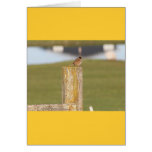Golden Crowned Kinglet Bird Backyard BirdsBi Cards