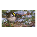 Golden-crowned Kinglet photo cards