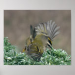 Golden-crowned Kinglet Print