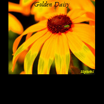 Golden Daisy, kkphoto1 t-shirts
