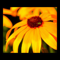 Golden Daisy posters