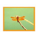 Golden Dragonfly Postcard