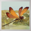 Golden Dragonfly posters