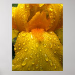 Golden droplets poster