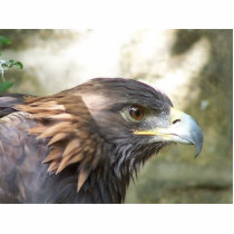 Golden Eagel Cut Out