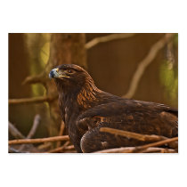Golden Eagle1 Business Card Templates
