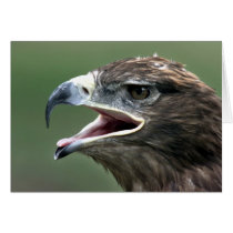 Golden Eagle, (Aquila chrysaetos) Greeting Cards