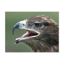 Golden Eagle, (Aquila chrysaetos) Postcards