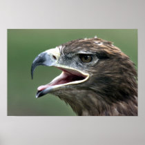 Golden Eagle, (Aquila chrysaetos) Posters