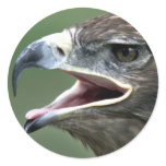 Golden Eagle, (Aquila chrysaetos) stickers