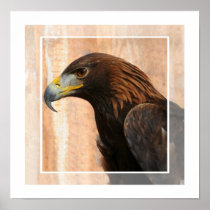 Golden eagle (bird) design canvas posters