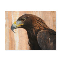 Golden Eagle (bird) Postcard