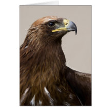 Golden eagle greeting card