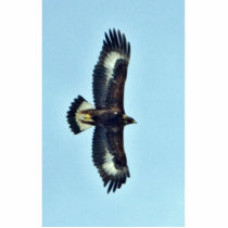 Golden Eagle in Flight Cut Out