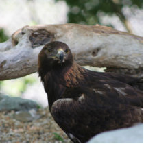 Golden Eagle Keychain Photo Cut Out