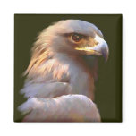 Golden Eagle Fridge Magnets