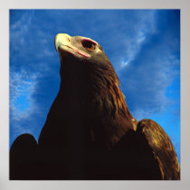 Golden Eagle Print