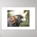 Golden Eagle  posters
