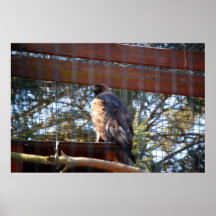 Golden Eagle Print