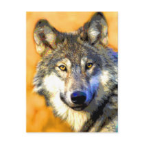 Golden Eyes (Wolf) Postcards