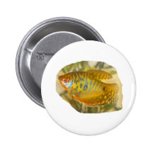 Golden Gourami Side View Saturated Aquarium Fish Pin