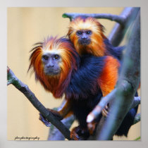 Golden Headed Lion Tamarin Posters