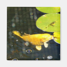 Golden Koi Magnet
