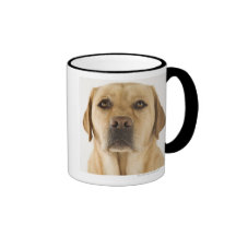 Golden Labrador Retriever (Canis familiaris). Mugs