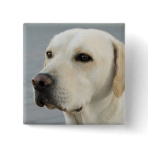 Golden Labrador Retriever Photograph Button