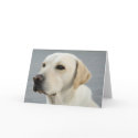 Golden Labrador Retriever Photograph cards