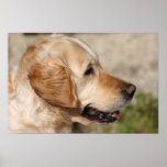Golden Lab's Smile Print