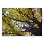 Golden Leaves at Nashville Greeting Card