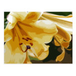 Golden Lillies Postcards