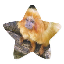 Golden Lion Tamarin Star Sticker