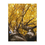 Golden Maple ~ postcard
