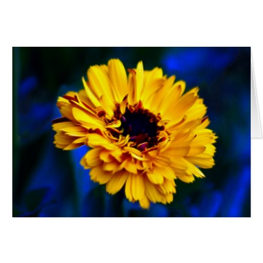 Golden Marigold and meaning Card