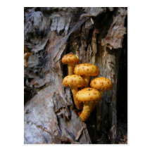Golden Mushrooms ~ postcard