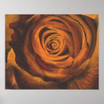 Golden Orange Rose Art Print