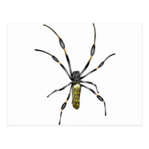 Golden Orb Spider Post Card