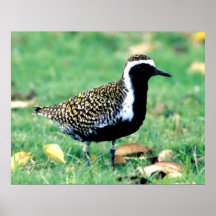 Golden Plover Print