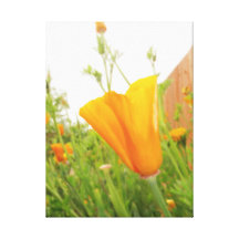 Golden Poppies Stretched Canvas Prints