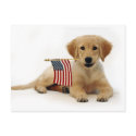 Golden Puppy and American Flag postcards