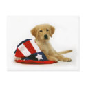 Golden Puppy and Uncle Sam Hat postcards