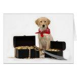 Golden Puppy Pirate cards
