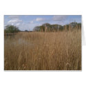 Golden reed bed at Hickling Broad, Norfolk
