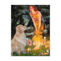 Golden Retriever 11 - Mid Eve Post Card