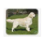 Golden Retriever 8P099D-05 postcards