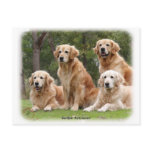 Golden Retriever 9Y180D-149 postcards