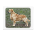 Golden Retriever 9Y186D-072 postcards